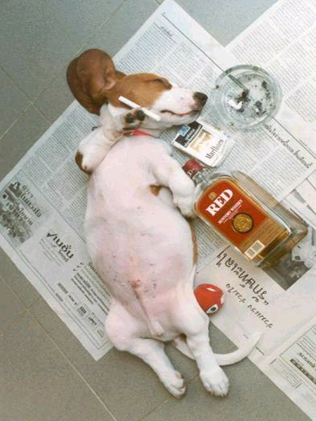 hund-mit-alkohol-und-kippen.jpg